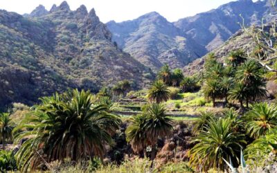 El ITER desarrolla un proyecto para identificar especies vegetales de Canarias que reduzcan el calor